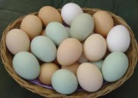 Huevos de campo - unidad